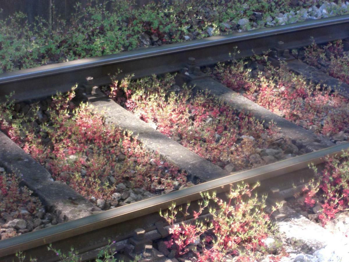 Weitblick "Entspannen - Wohlfuehlen - Aktiv Erholen" Elzach Exterior foto